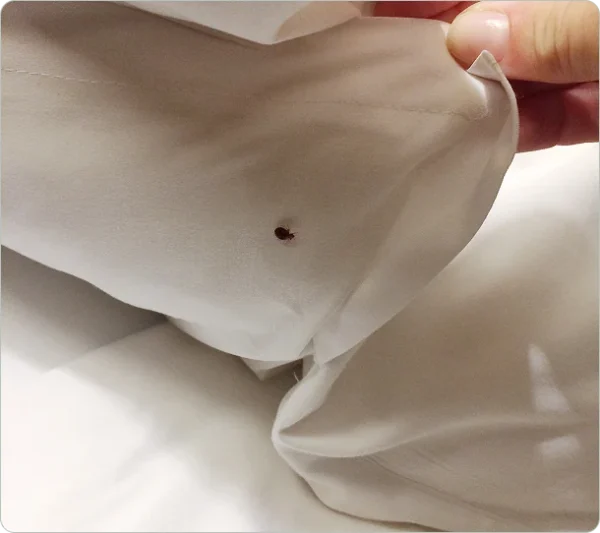 Bed Bugs Treatment
