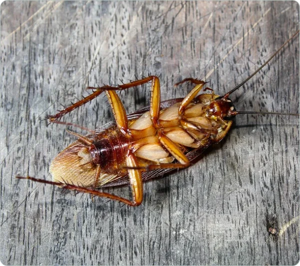 Cockroach, Ants & Rats Treatment