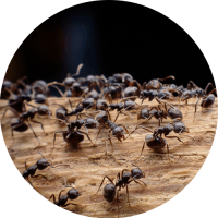 home-ants